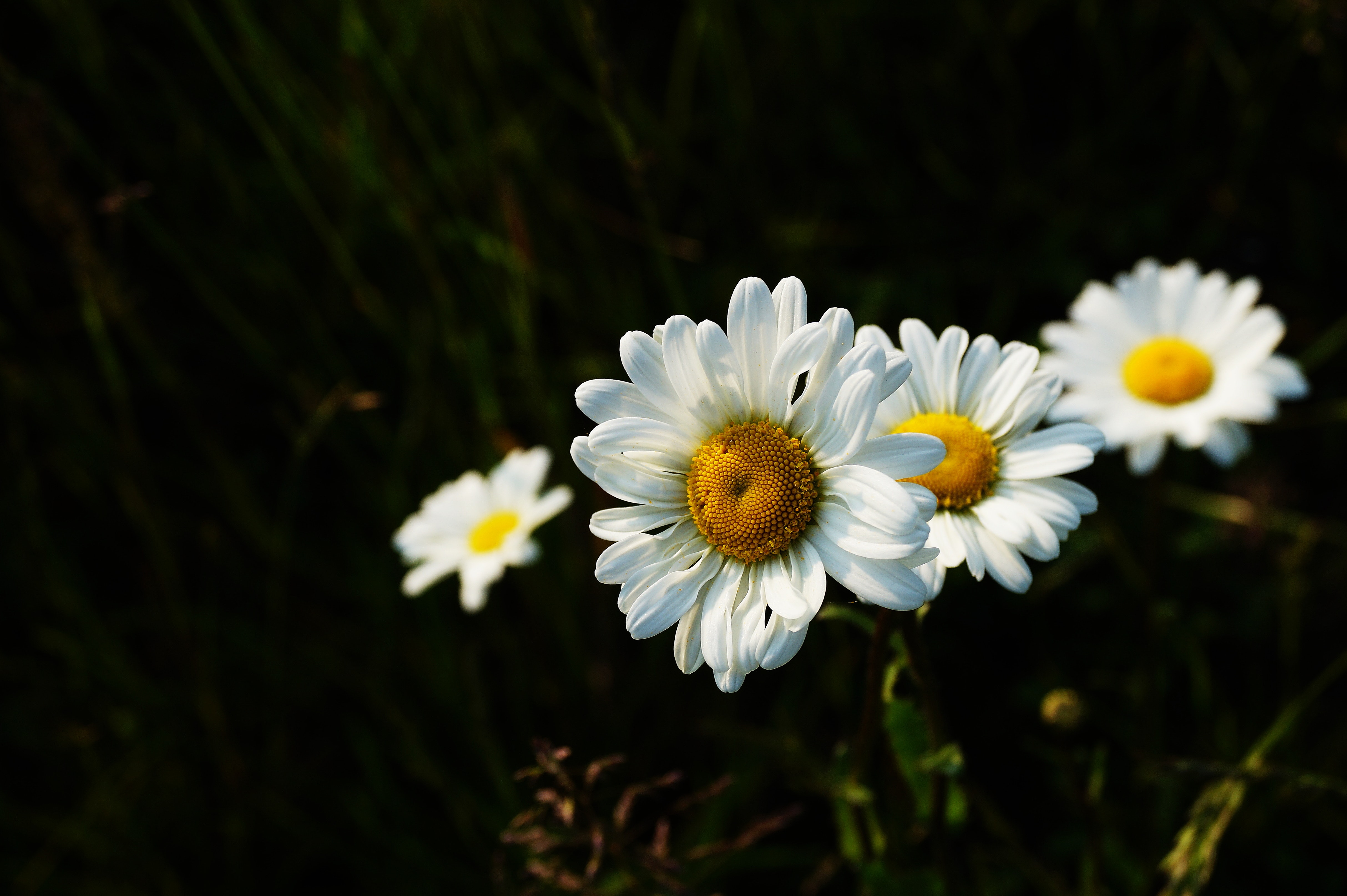 flowers