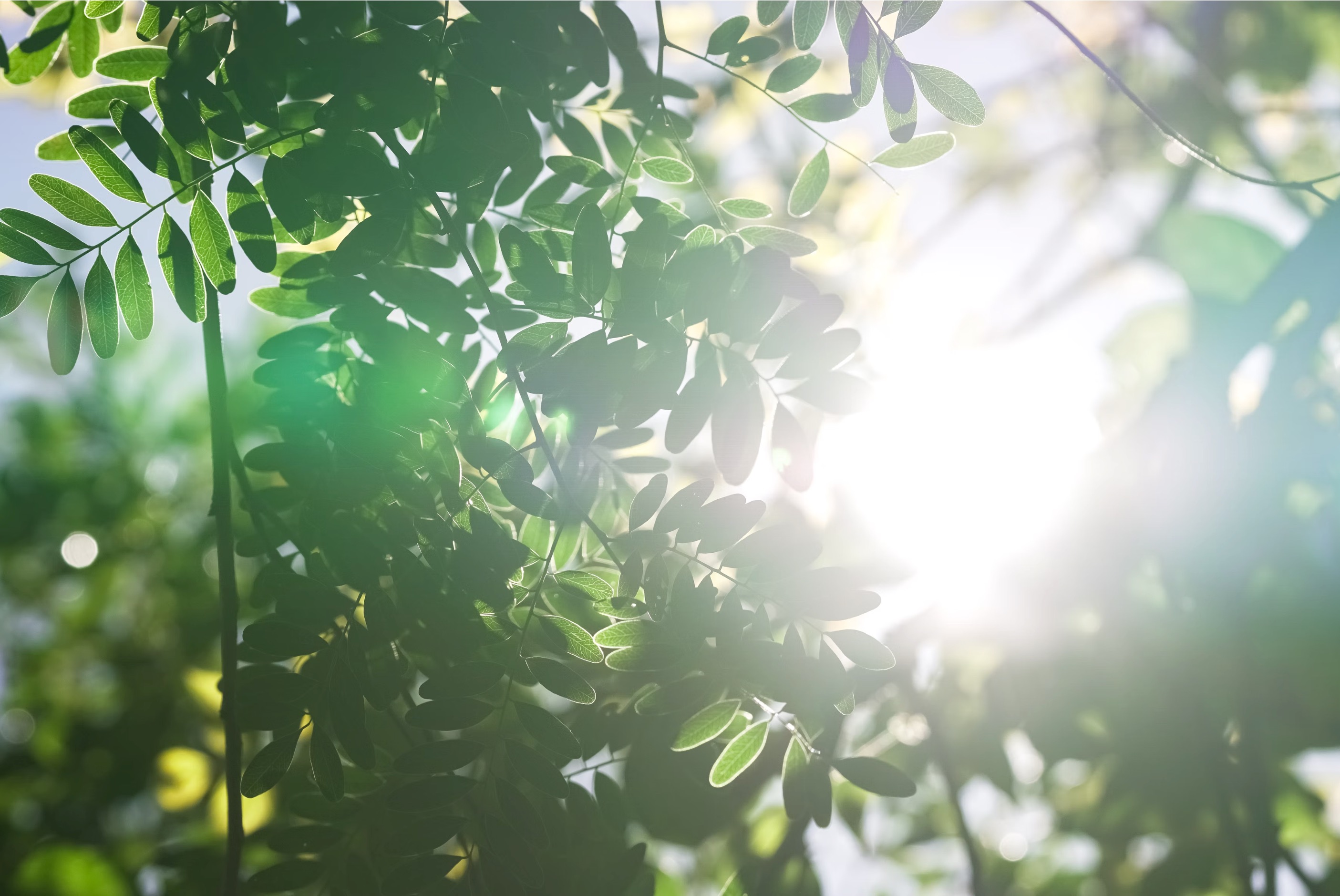 leaves